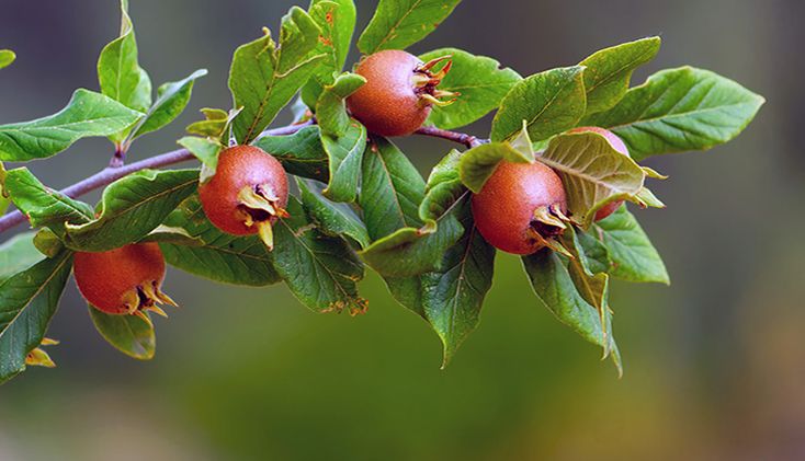 Muşmula (Döngel) Fidanı 3 Yaş Tüplü ve Aşılı Muşmula (Döngel) Fidanı 3 Yaş Tüplü ve Aşılı