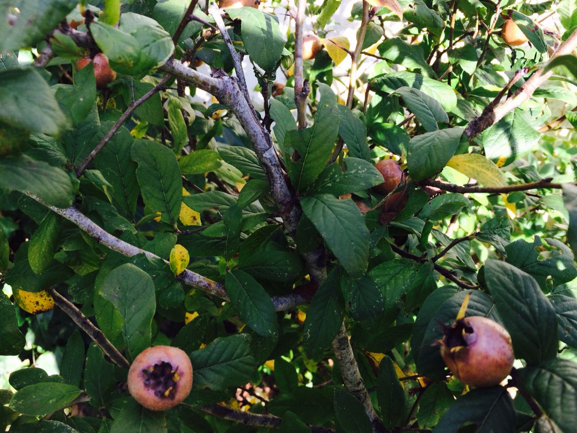 Muşmula (Döngel) Fidanı 3 Yaş Tüplü ve Aşılı Muşmula (Döngel) Fidanı 3 Yaş Tüplü ve Aşılı