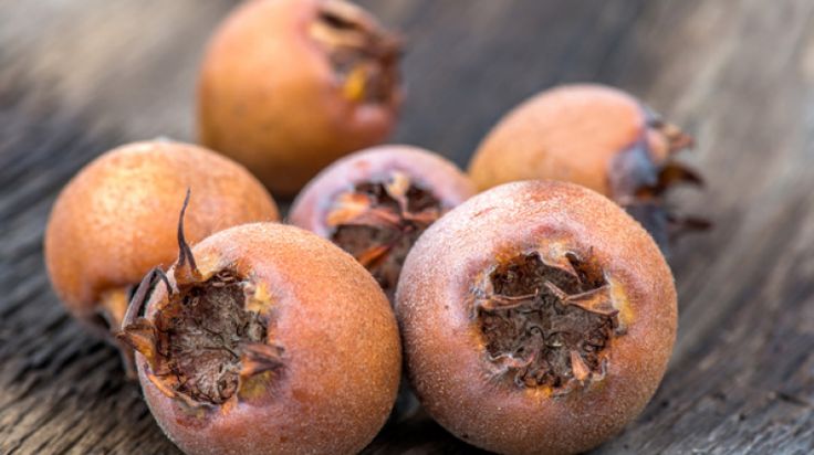 Muşmula (Döngel) Fidanı 3 Yaş Tüplü ve Aşılı Muşmula (Döngel) Fidanı 3 Yaş Tüplü ve Aşılı