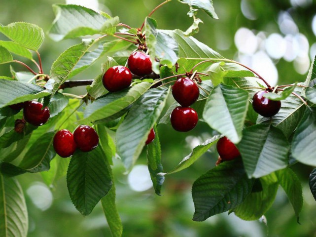 Napolyon Kiraz Fidanı 3 Yaş Tüplü ve Aşılı 2 Adet Napolyon Kiraz Fidanı 3 Yaş Tüplü ve Aşılı 2 Adet