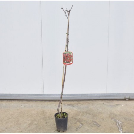 Napolyon Kiraz Fidanı 3 Yaş Tüplü ve Aşılı 2 Adet Napolyon Kiraz Fidanı 3 Yaş Tüplü ve Aşılı 2 Adet