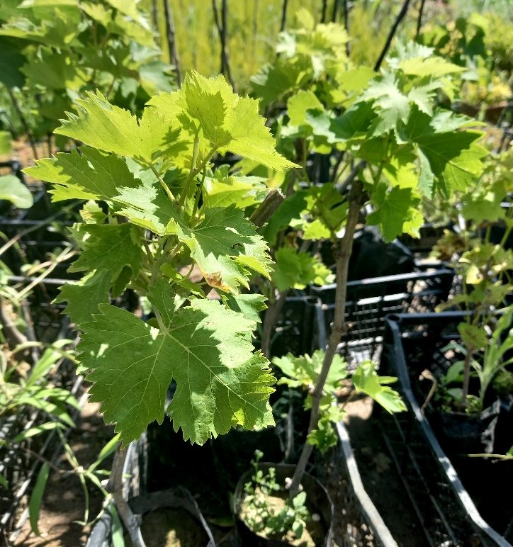 Narince Üzüm Fidanı 2 Yaş Tüplü