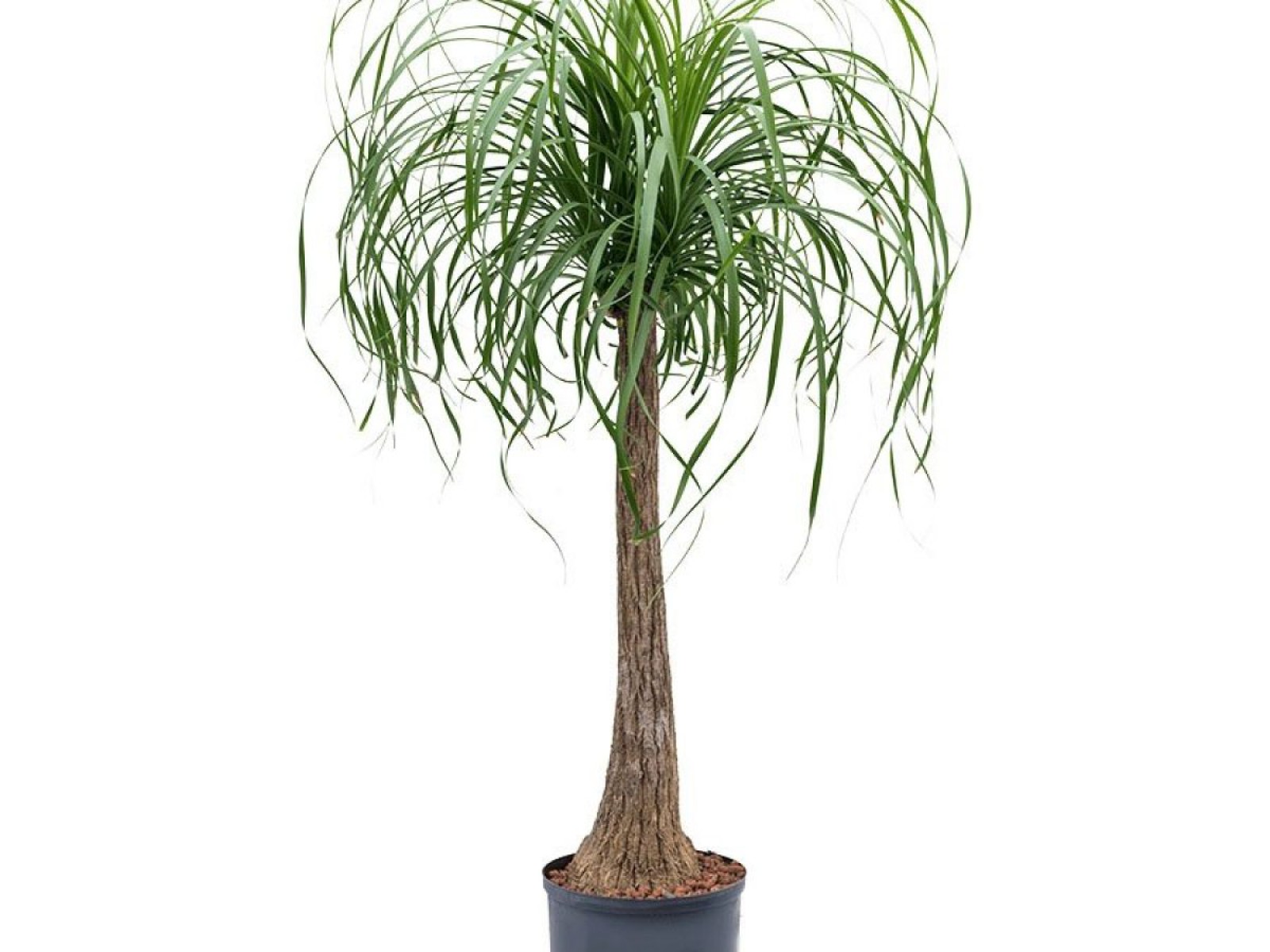Nolina – Fil Ayağı 40-60 cm