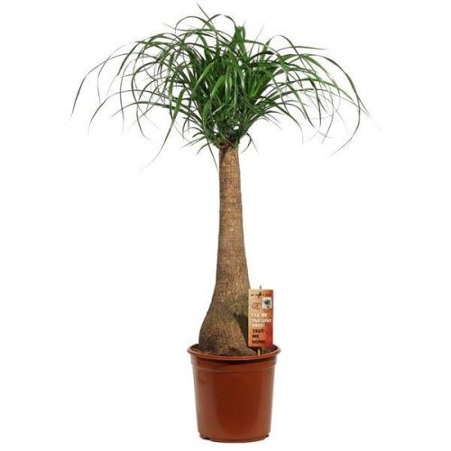 Nolina – Fil Ayağı 40-60 cm