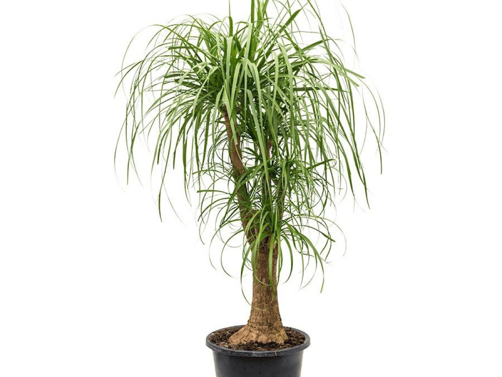 Nolina – Fil Ayağı 40-60 cm
