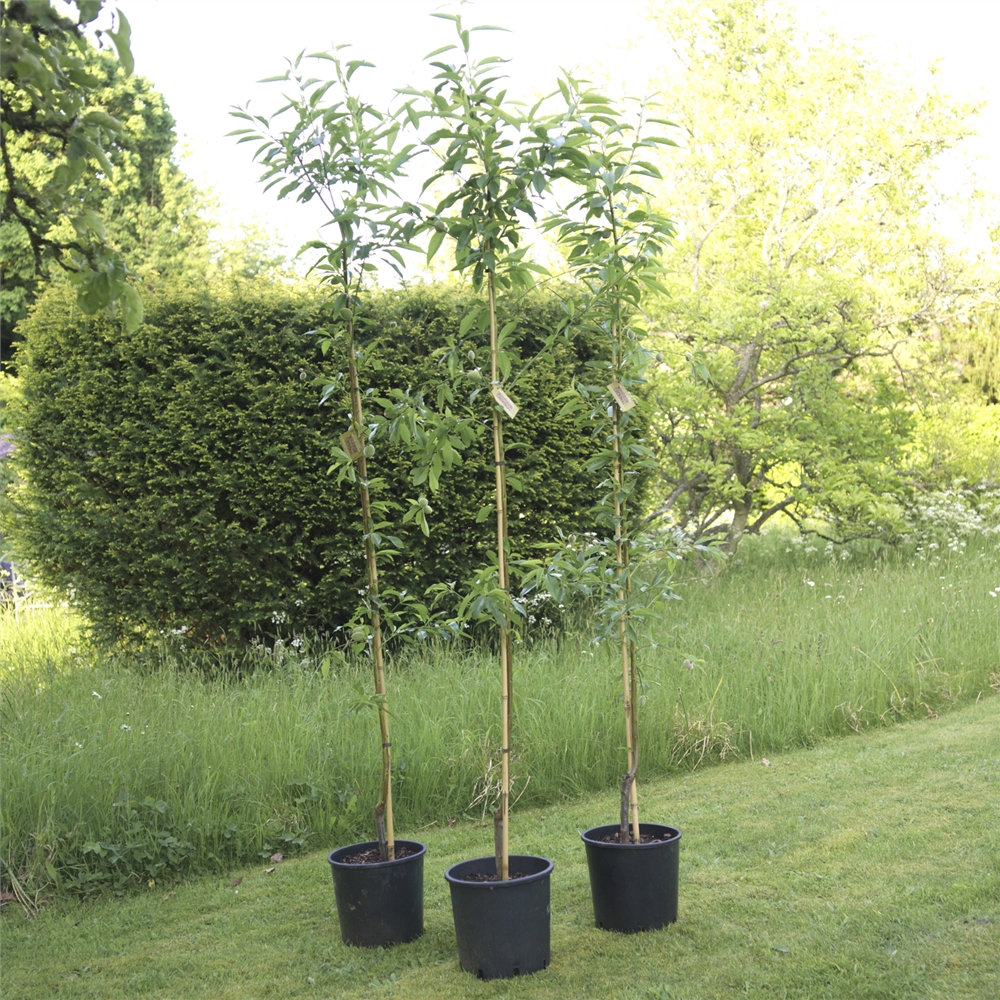 Nonpareil Badem Fidanı 3 Yaş Tüplü ve Aşılı 2 Adet Nonpareil Badem Fidanı 3 Yaş Tüplü ve Aşılı 2 Adet