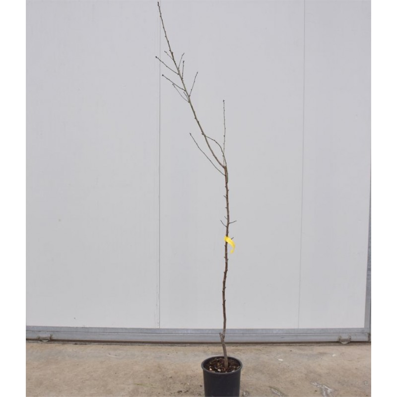 Nonpareil Badem Fidanı 3 Yaş Tüplü ve Aşılı 3 Adet Nonpareil Badem Fidanı 3 Yaş Tüplü ve Aşılı 3 Adet