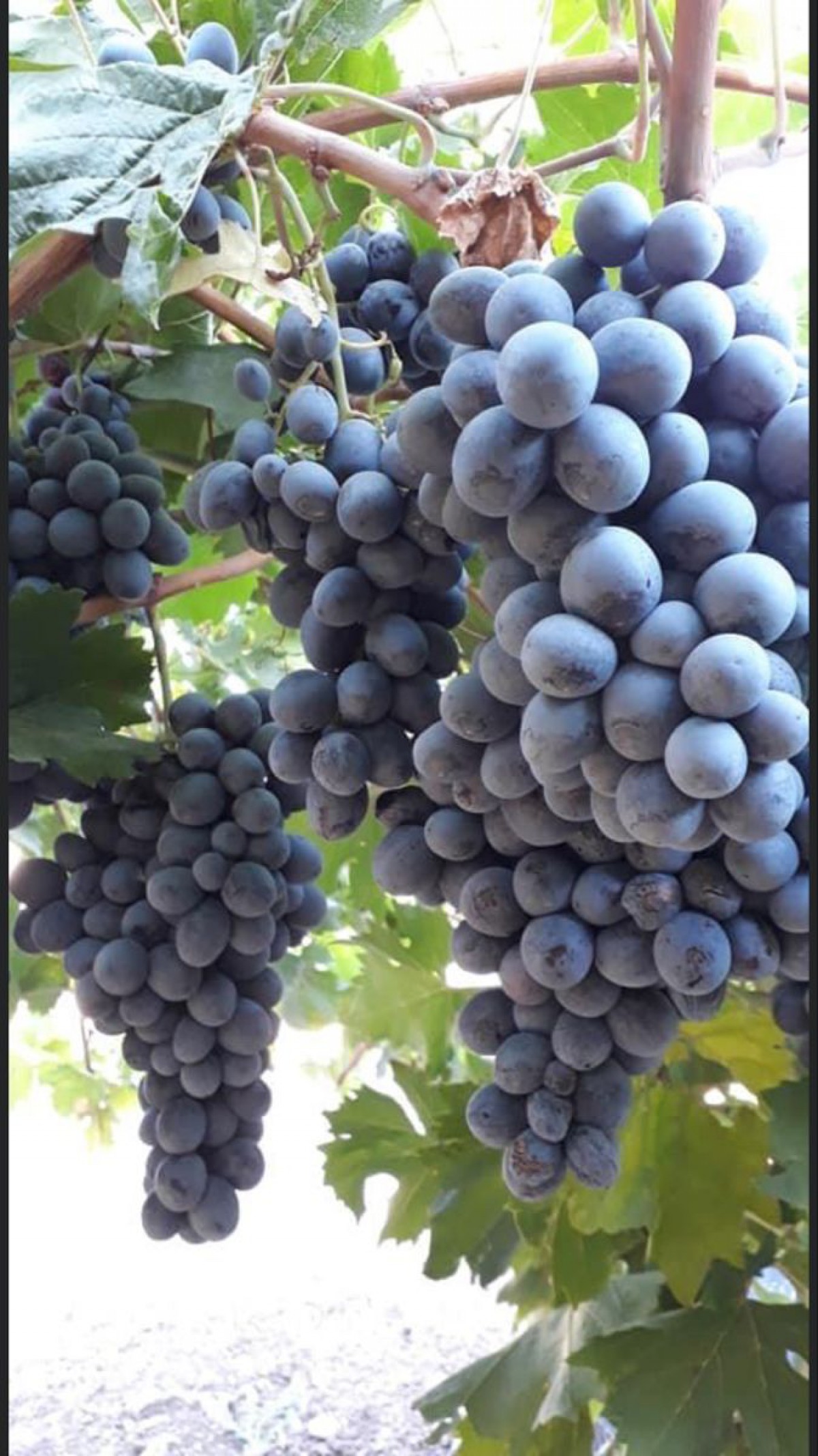 Öküzgözü Üzüm Fidanı 2 Yaş Tüplü Öküzgözü Üzüm Fidanı 2 Yaş Tüplü