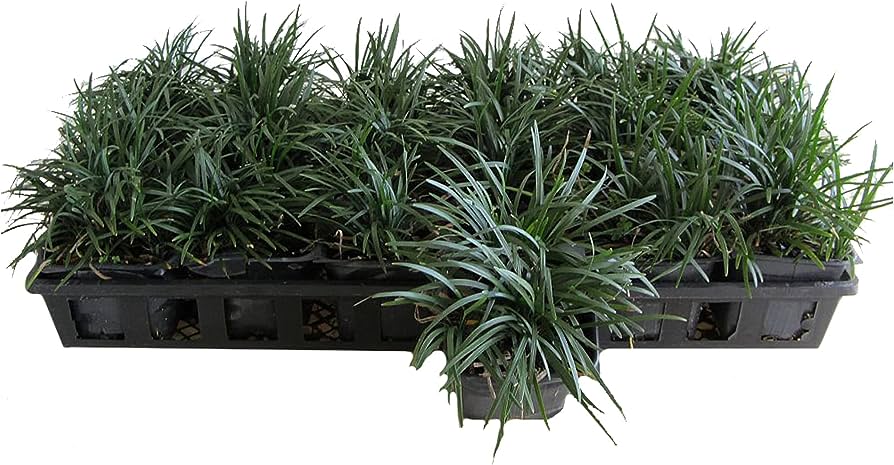Osmanlı Çimi - Ophiopogon Japonicus - 100 Adet Osmanlı Çimi - Ophiopogon Japonicus - 100 Adet