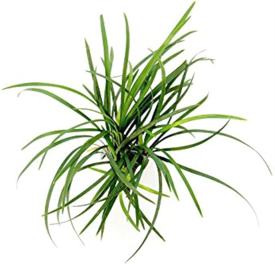 Osmanlı Çimi - Ophiopogon Japonicus - 100 Adet Osmanlı Çimi - Ophiopogon Japonicus - 100 Adet