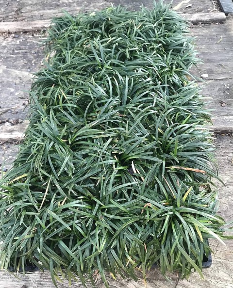 Osmanlı Çimi -Ophiopogon Japonicus - 45 Adet
