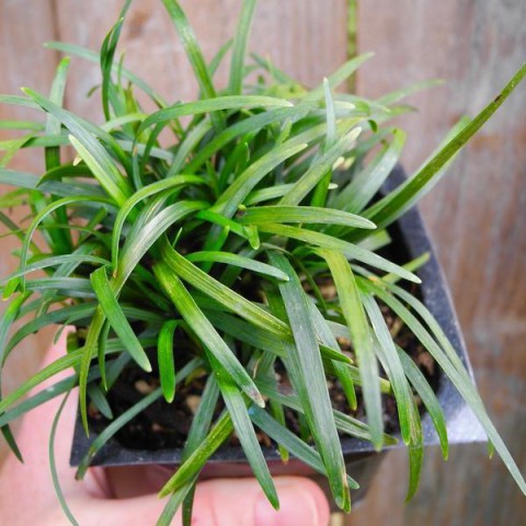 Osmanlı Çimi -Ophiopogon Japonicus - 45 Adet