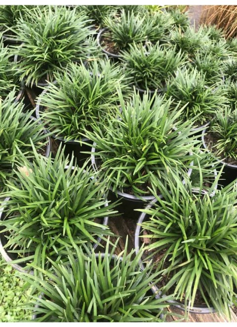 Osmanlı Çimi -Ophiopogon Japonicus - 45 Adet