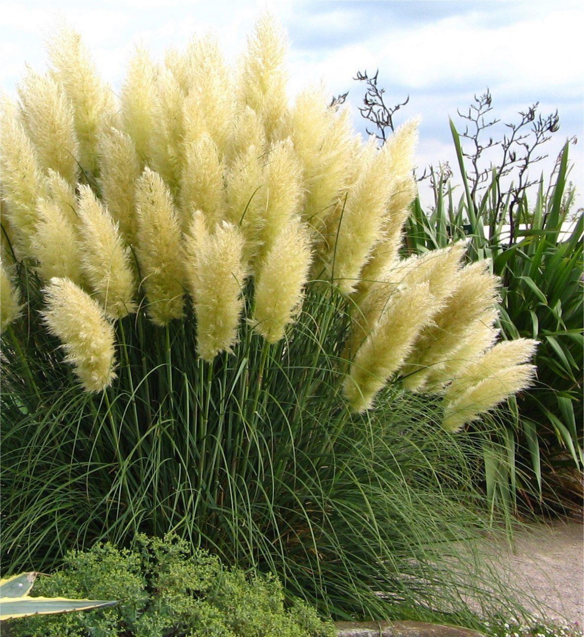 Pampas Otu - Saz Püskülü Çiçeği 5 Adet
