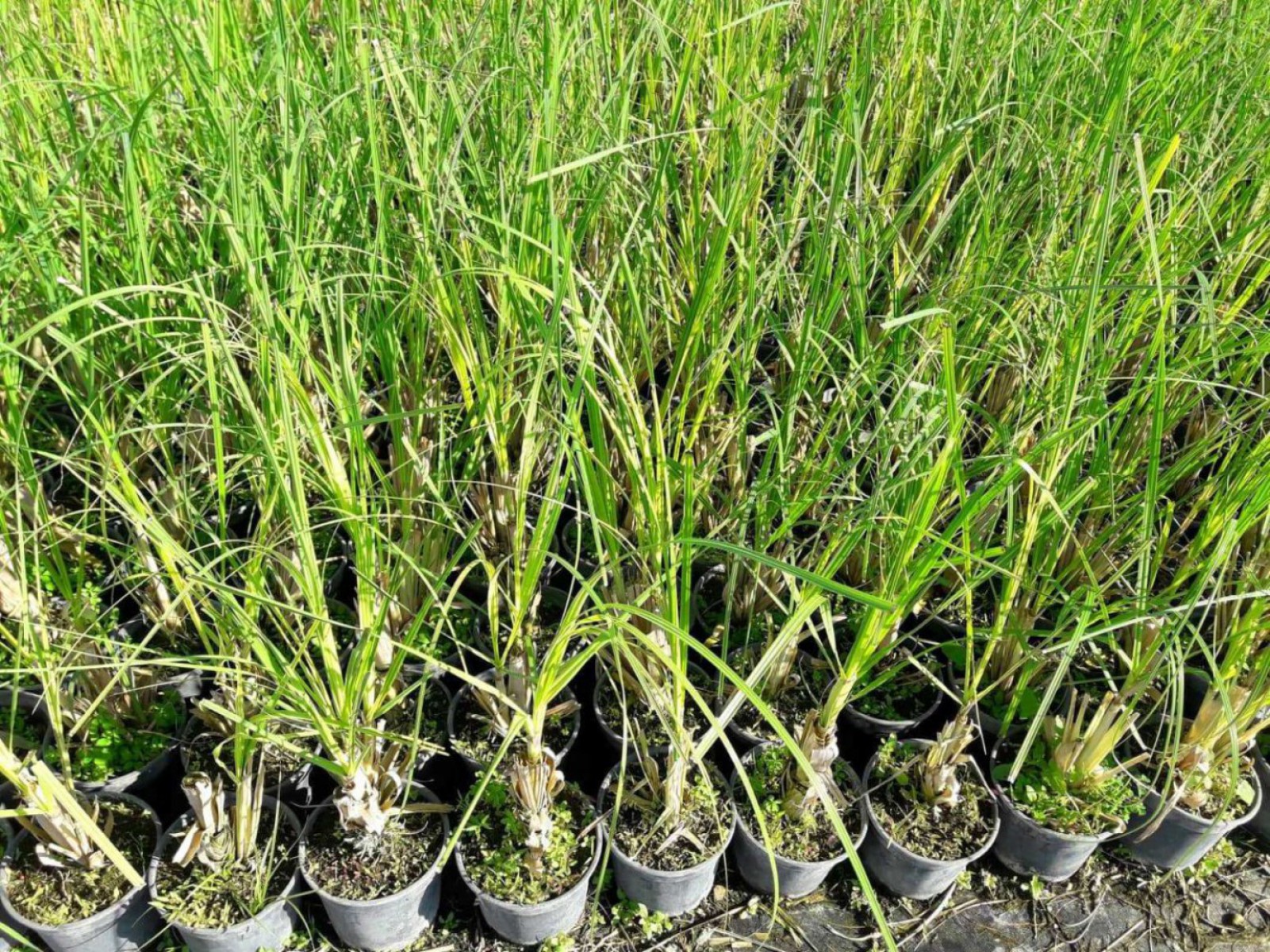 Pampas Otu - Saz Püskülü Çiçeği 5 Adet