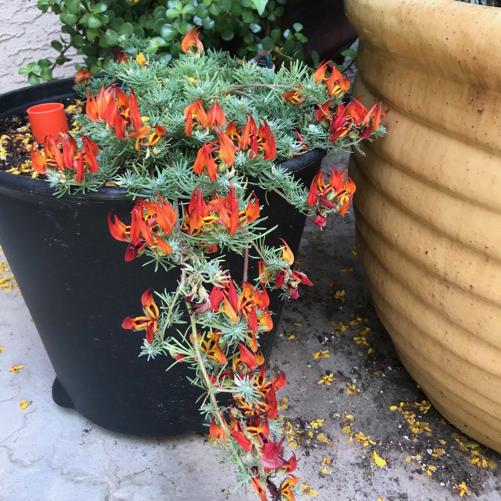Papağan Gagası - Ateş Orkidesi (Lotus Berthelotii) Askılı Saksıda Papağan Gagası - Ateş Orkidesi (Lotus Berthelotii) Askılı Saksıda