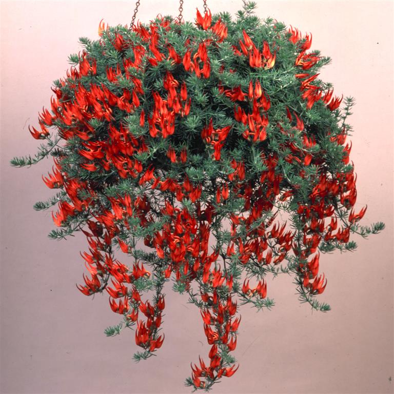 Papağan Gagası - Ateş Orkidesi (Lotus Berthelotii) Askılı Saksıda Papağan Gagası - Ateş Orkidesi (Lotus Berthelotii) Askılı Saksıda