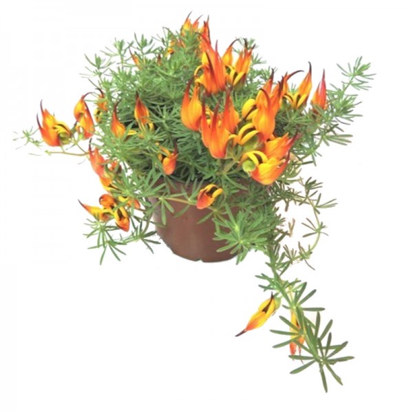 Papağan Gagası - Ateş Orkidesi (Lotus Berthelotii) Askılı Saksıda Papağan Gagası - Ateş Orkidesi (Lotus Berthelotii) Askılı Saksıda