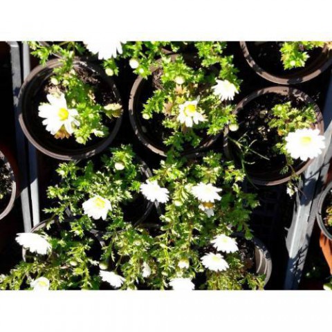Papatya Çiçeği - Chamomillae Romanae 15  Adet