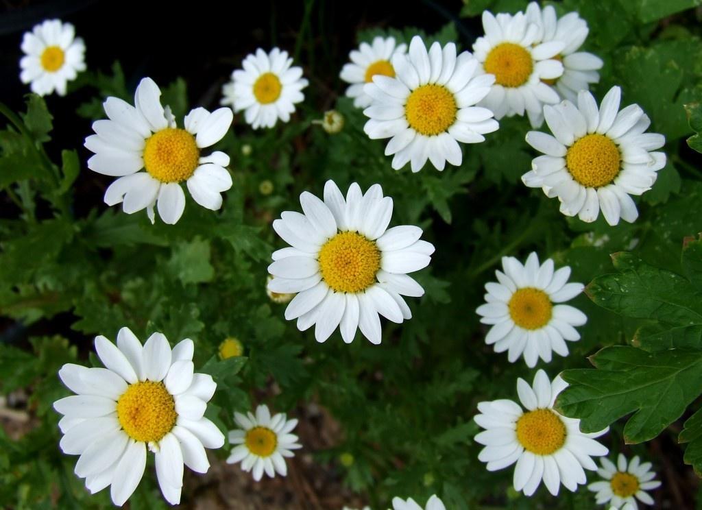 Papatya Çiçeği - Chamomillae Romanae 90 Adet