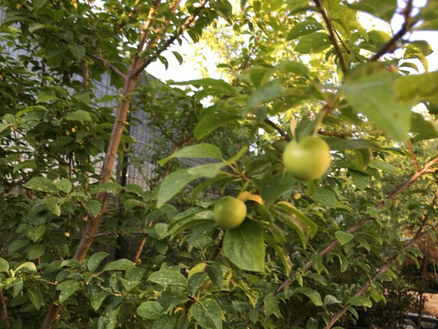 Papaz Erik Fidanı 3 Yaş Tüplü ve Aşılı 3 Adet Papaz Erik Fidanı 3 Yaş Tüplü ve Aşılı 3 Adet