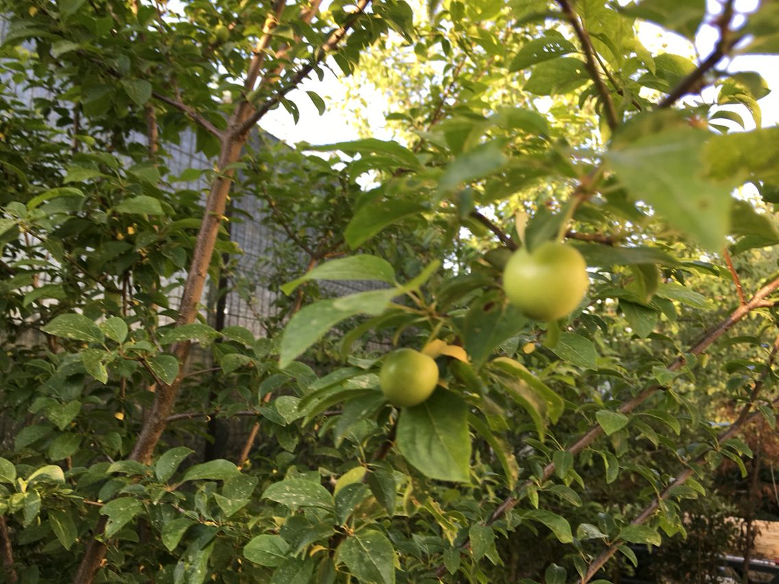 Papaz Erik Fidanı 3 Yaş Tüplü ve Aşılı Papaz Erik Fidanı 3 Yaş Tüplü ve Aşılı