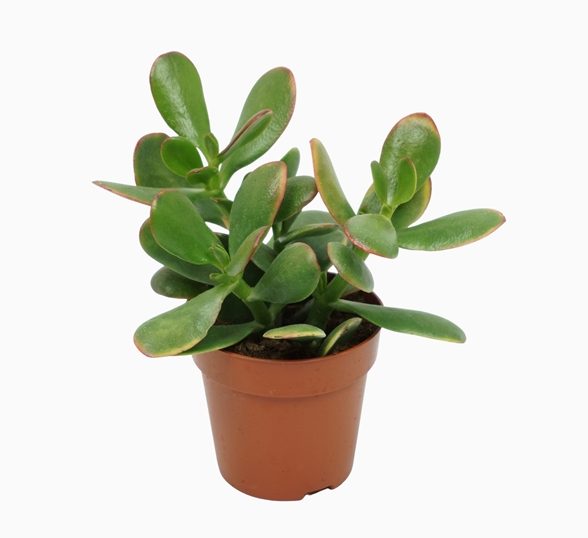 Para Çiçeği – Crassula Ovata 5 Adet Para Çiçeği – Crassula Ovata 5 Adet