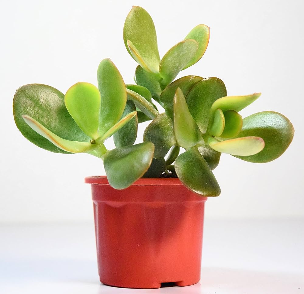 Para Çiçeği – Crassula Ovata  5 Adet