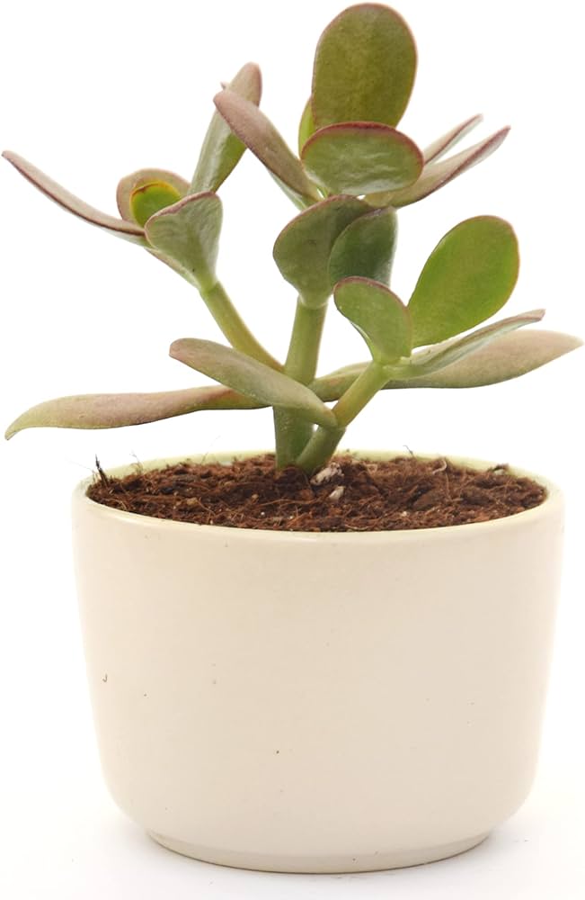 Para Çiçeği – Crassula Ovata  5 Adet