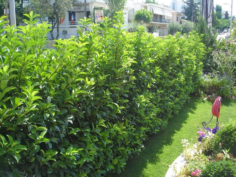 Parlak Yapraklı Kartopu Fidesi - Viburnum Lucidum 10 Adet Parlak Yapraklı Kartopu Fidesi - Viburnum Lucidum 10 Adet