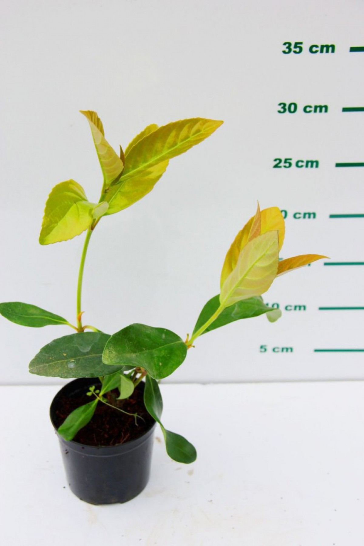 Parlak Yapraklı Kartopu Fidesi - Viburnum Lucidum 10 Adet Parlak Yapraklı Kartopu Fidesi - Viburnum Lucidum 10 Adet