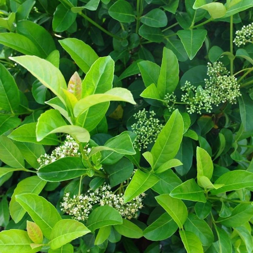 Parlak Yapraklı Kartopu – Viburnum Lucidum 100 cm Çit Bitkisi