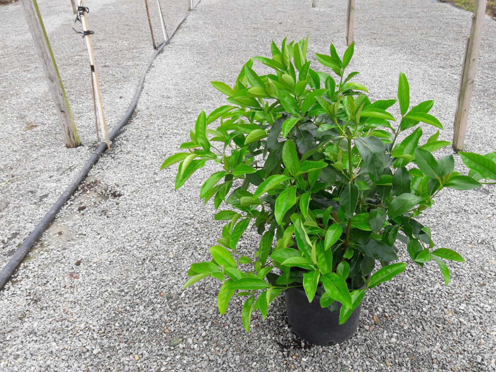 Parlak Yapraklı Kartopu – Viburnum Lucidum 100 cm Çit Bitkisi