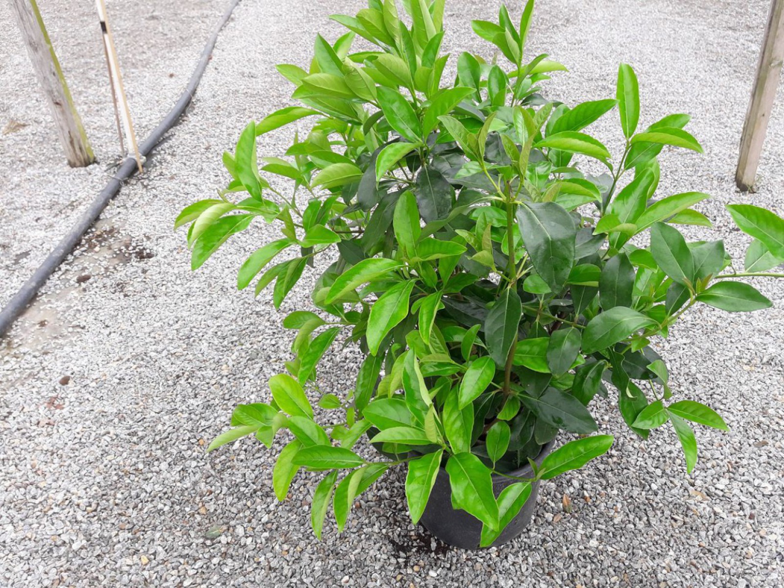 Parlak Yapraklı Kartopu – Viburnum Lucidum 100 cm Çit Bitkisi
