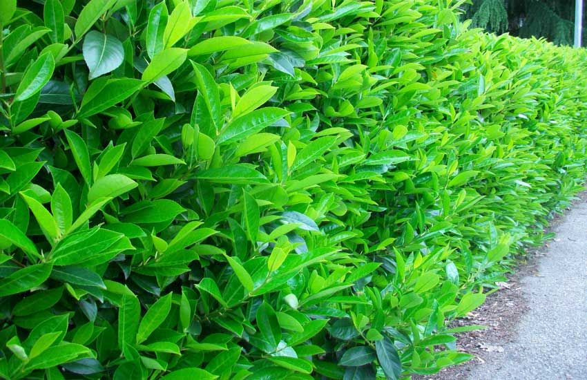 Parlak Yapraklı Kartopu – Viburnum Lucidum 30-40 cm Çit Bitkisi 10 Adet