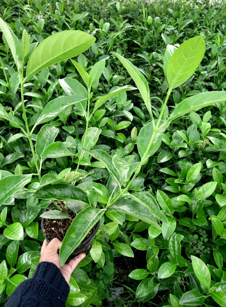 Parlak Yapraklı Kartopu – Viburnum Lucidum 30-40 cm Çit Bitkisi 15 Adet