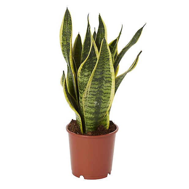 Paşa Kılıcı - Peygamber Kılıcı (Sansaveria trifasciata) 20 cm  3 Adet