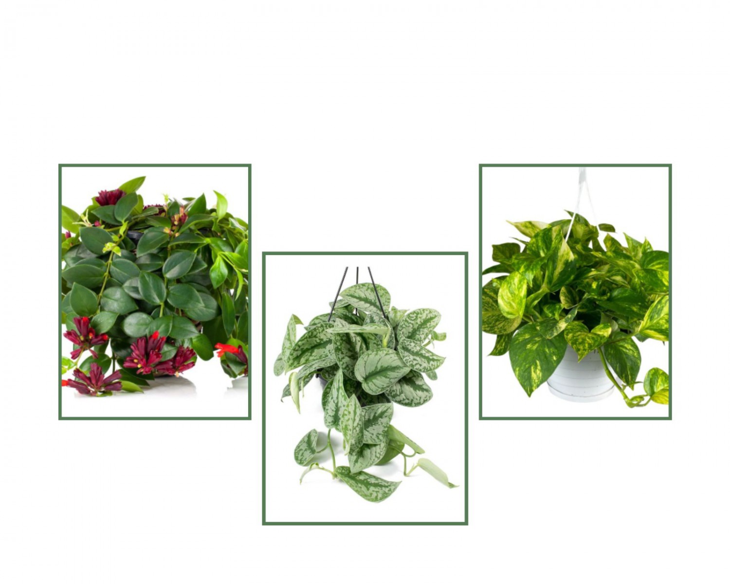 Pathos Sarmaşığı & Alacalı Pathos Sarmaşığı & Ruj Çiçeği Pathos Sarmaşığı & Alacalı Pathos Sarmaşığı & Ruj Çiçeği