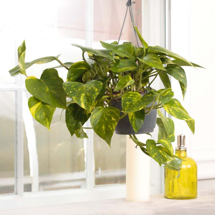 Pathos Sarmaşığı - Askılı Saksıda Pathos Sarmaşığı - Askılı Saksıda