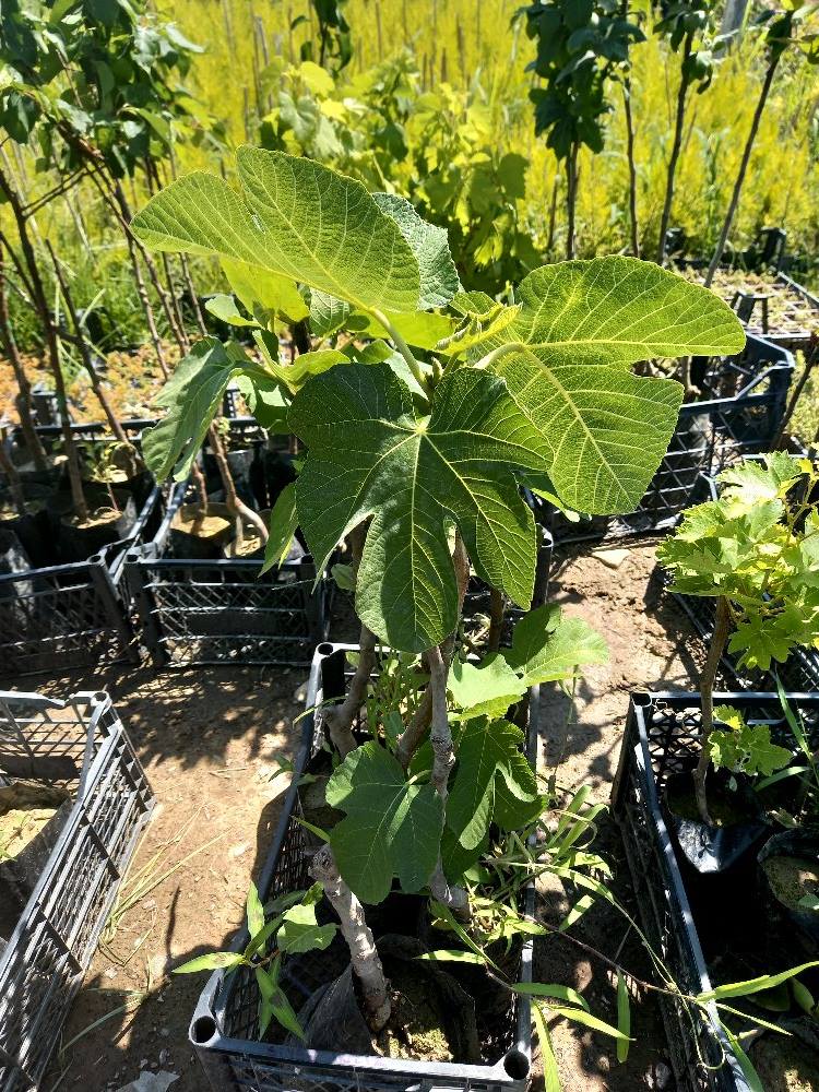 Patlıcan ( Siyah Orak) İncir Fidanı Tüplü 2 Adet Patlıcan ( Siyah Orak) İncir Fidanı Tüplü 2 Adet