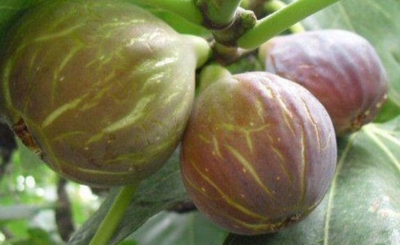 Patlıcan ( Siyah Orak) İncir Fidanı Tüplü Patlıcan ( Siyah Orak) İncir Fidanı Tüplü