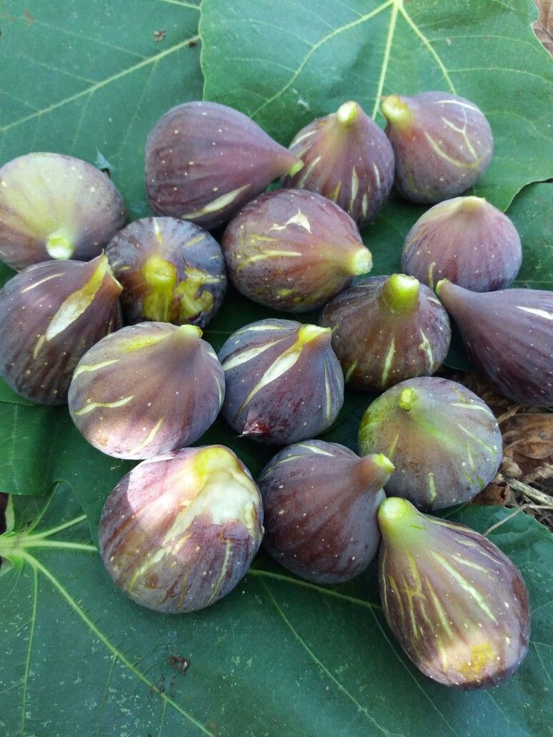 Patlıcan ( Siyah Orak) İncir Fidanı Tüplü Patlıcan ( Siyah Orak) İncir Fidanı Tüplü