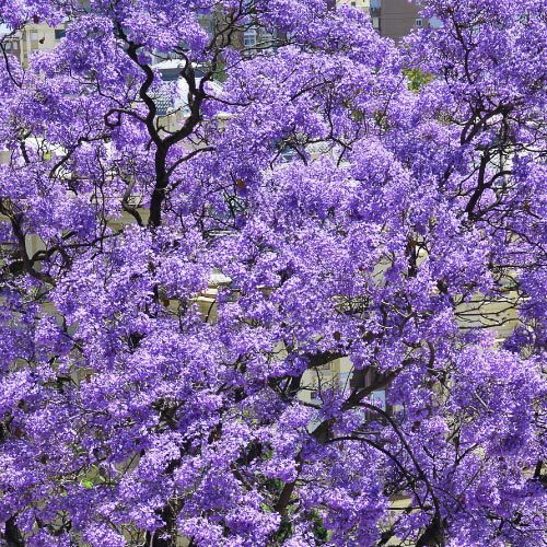 Pavlonya Fidanı Paulownia Tementosa 30-50 cm 3 Adet Pavlonya Fidanı Paulownia Tementosa 30-50 cm 3 Adet