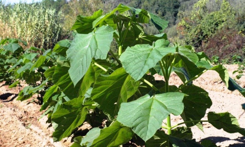 Pavlonya Fidanı Paulownia Tementosa 30-50 cm 3 Adet Pavlonya Fidanı Paulownia Tementosa 30-50 cm 3 Adet