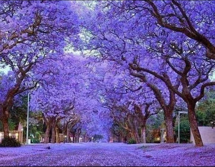 Pavlonya Fidanı Paulownia Tementosa 30-50 cm 5 Adet