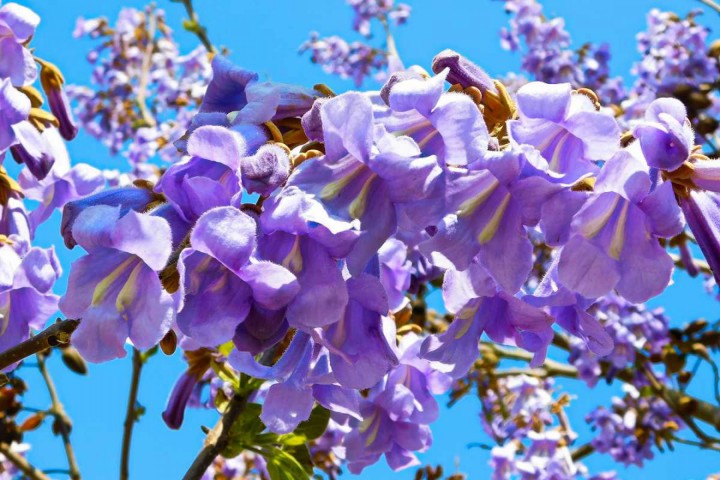 Pavlonya Fidanı Paulownia Tementosa 30-50 cm 5 Adet