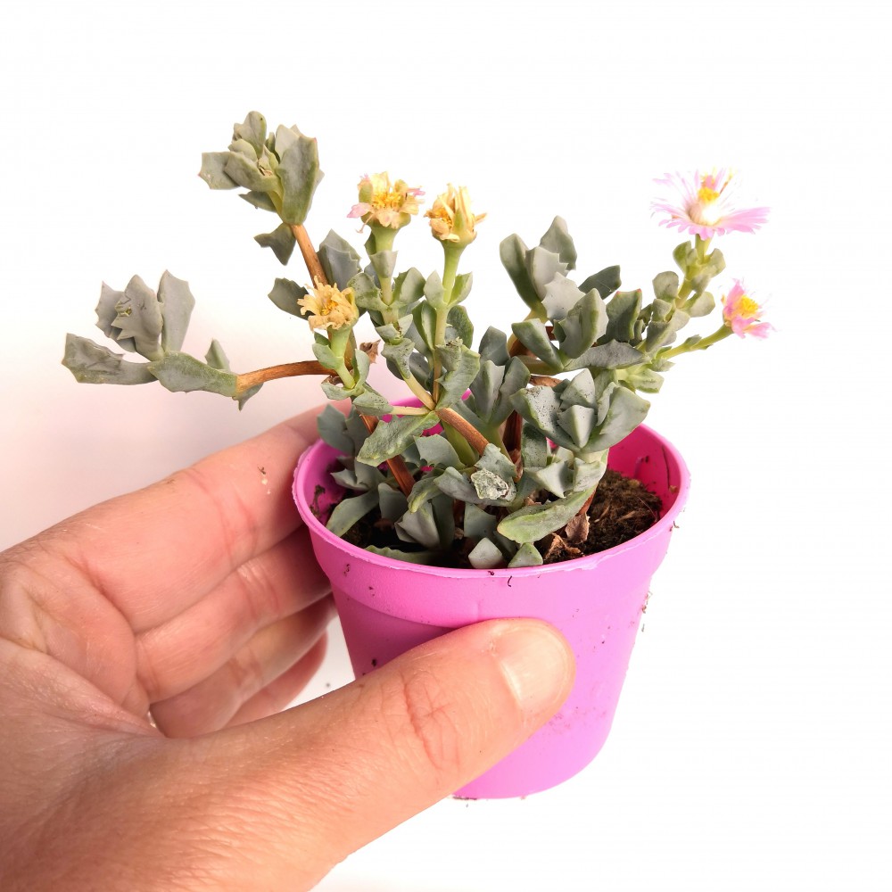 Pembe Buz Çiçeği Oscularia Deltoides 10 Adet Sukulent Pembe Buz Çiçeği Oscularia Deltoides 10 Adet Sukulent