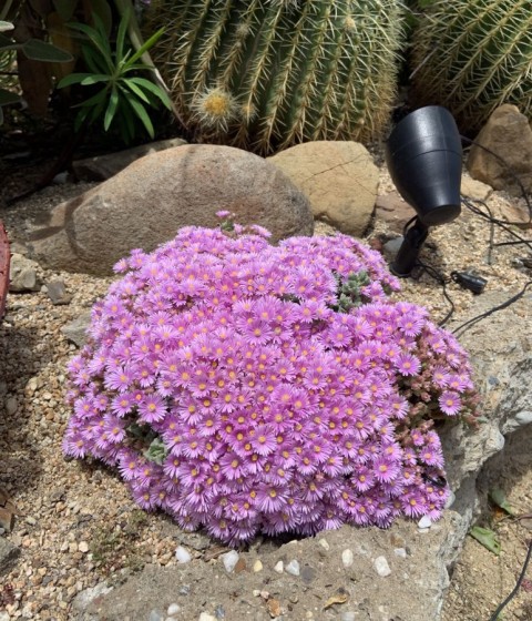 Pembe Buz Çiçeği Oscularia Deltoides 135 Adet Pembe Buz Çiçeği Oscularia Deltoides 135 Adet