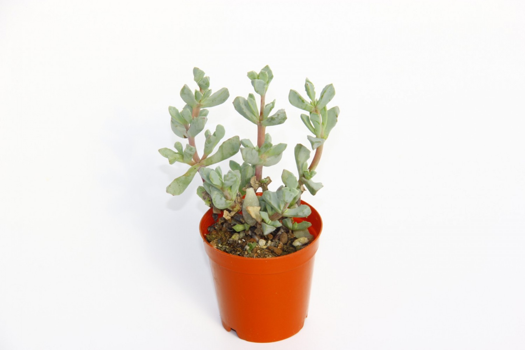 Pembe Buz Çiçeği Oscularia Deltoides 5 Adet Sukulent Pembe Buz Çiçeği Oscularia Deltoides 5 Adet Sukulent