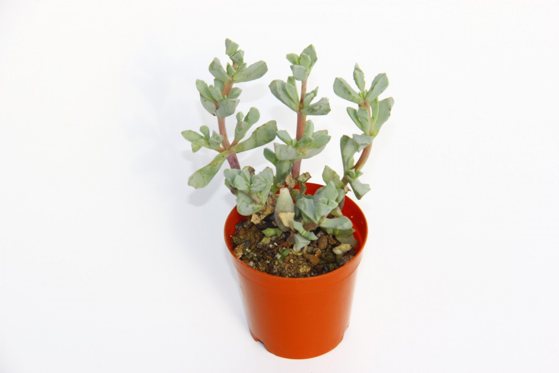 Pembe Buz Çiçeği Oscularia Deltoides 5 Adet Sukulent Pembe Buz Çiçeği Oscularia Deltoides 5 Adet Sukulent